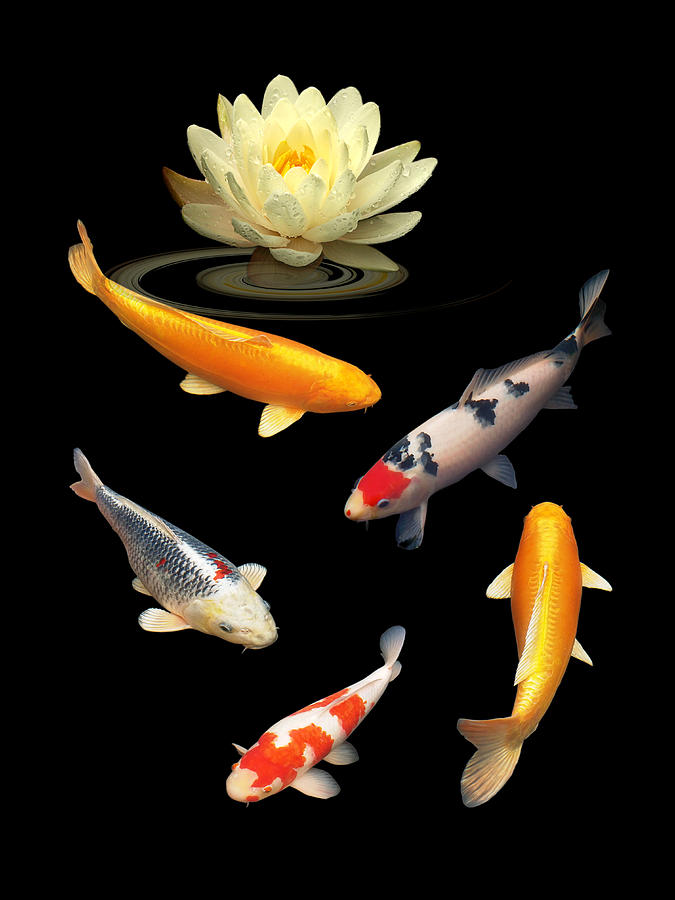 Fish Photograph - Colorful Dreams by Gill Billington