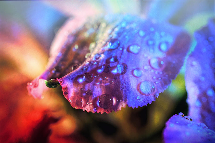 Lily Photograph - Colorful drops Macro by Lilia S