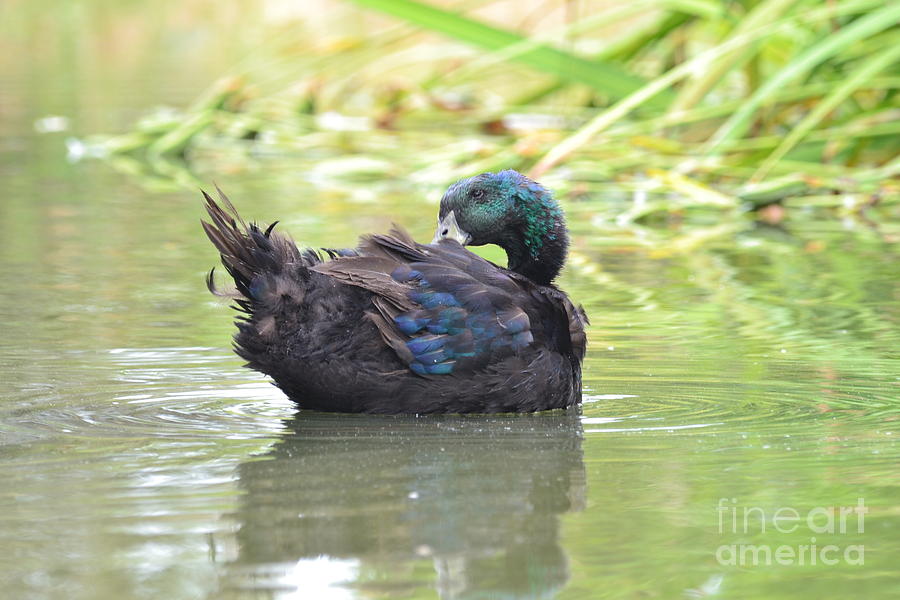 Colorful Duck Photograph by Laurianna Taylor