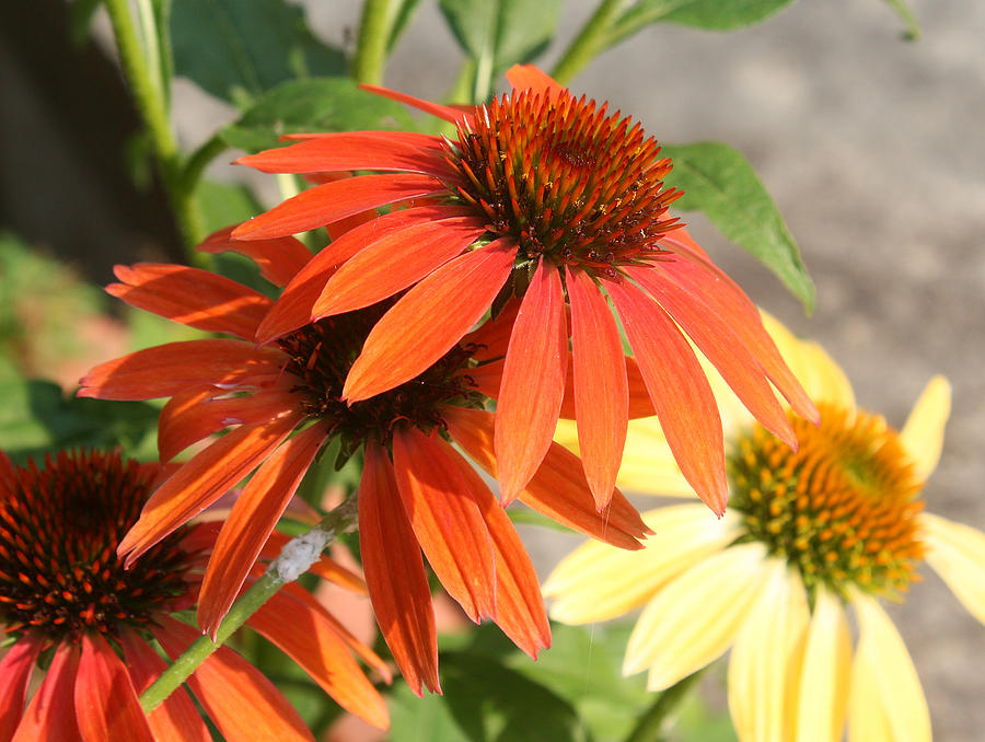 Flower Photograph - Colorful Echinacea by Ellen Tully