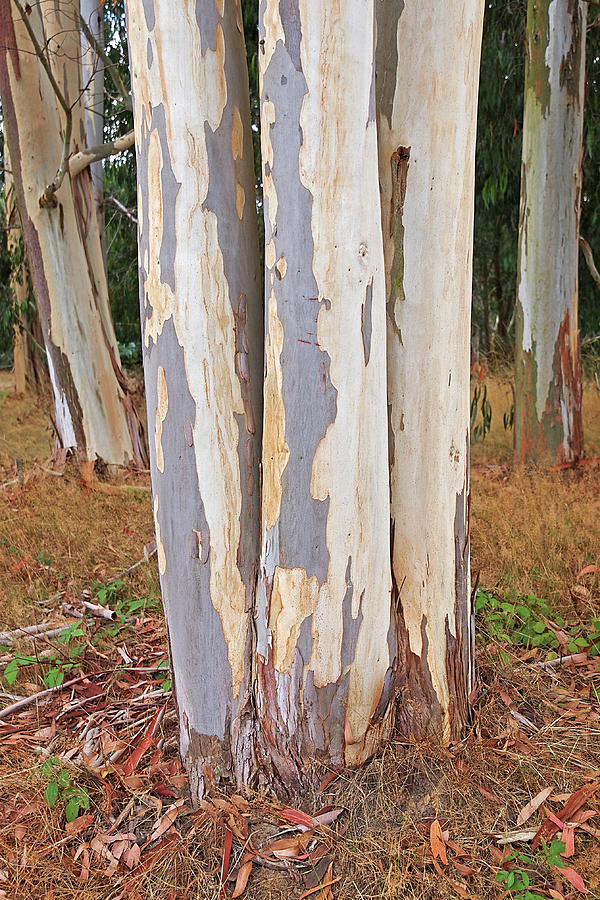 Colorful Eucalyptus Tree Bark 2 Photograph by Gill Billington