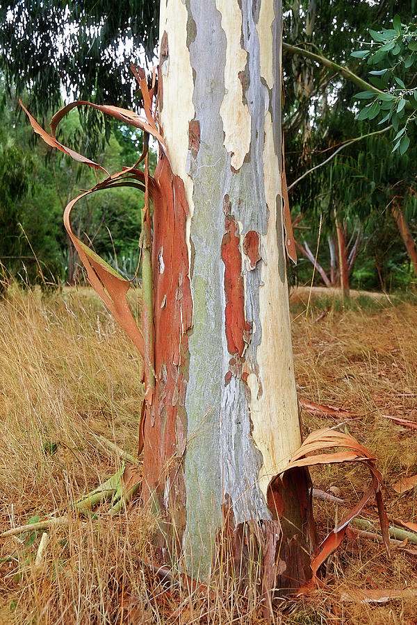 Colorful Eucalyptus Tree Bark 3 Photograph by Gill Billington