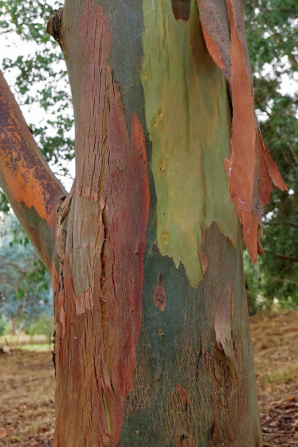 Colorful Eucalyptus Tree Bark 4 Photograph by Gill Billington