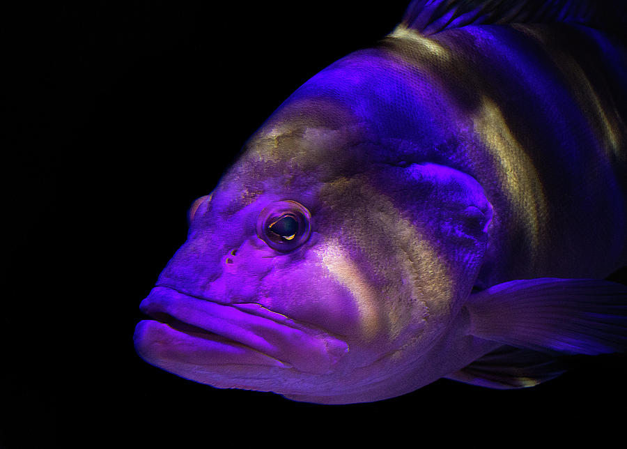 Fish Photograph - Colorful Face by Richard Goldman Fish Photograph - Colorful Face by Richard Goldman