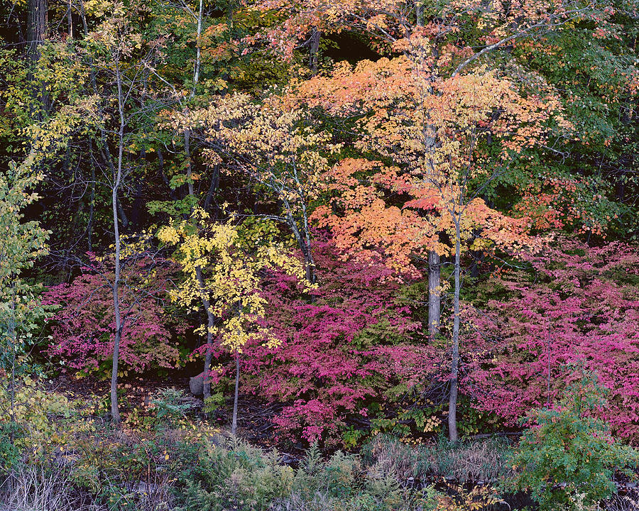 Colorful Fall Foliage Photograph by Rona Black