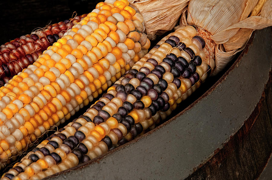 Colorful Fall Indian Corn on the Cob Photograph by Mitch Spence