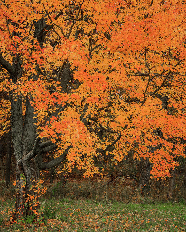 Colorful Fall Tree Photograph by Joni Eskridge