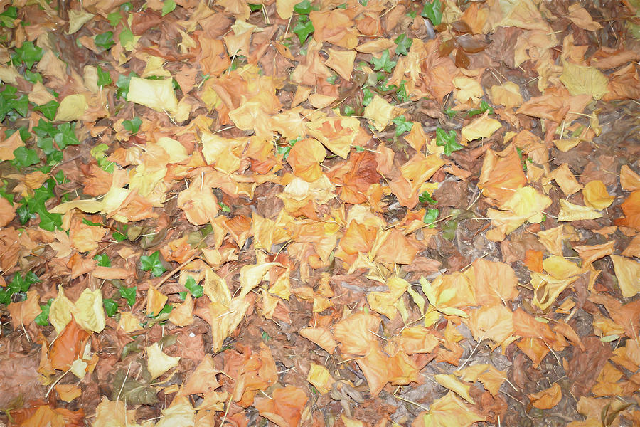 Colorful Fallen Leaves Digital Art by Roy Pedersen