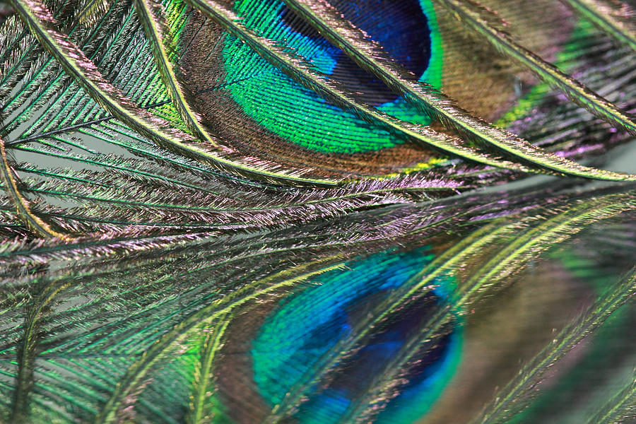 Colorful Feather Strands Photograph by Angela Murdock