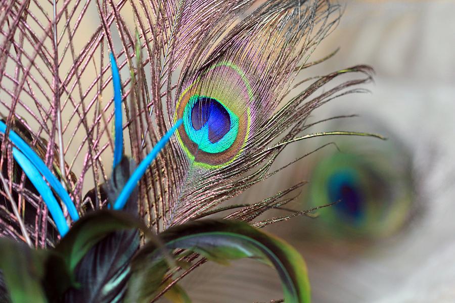 Colorful Feathers Photograph by Angela Murdock