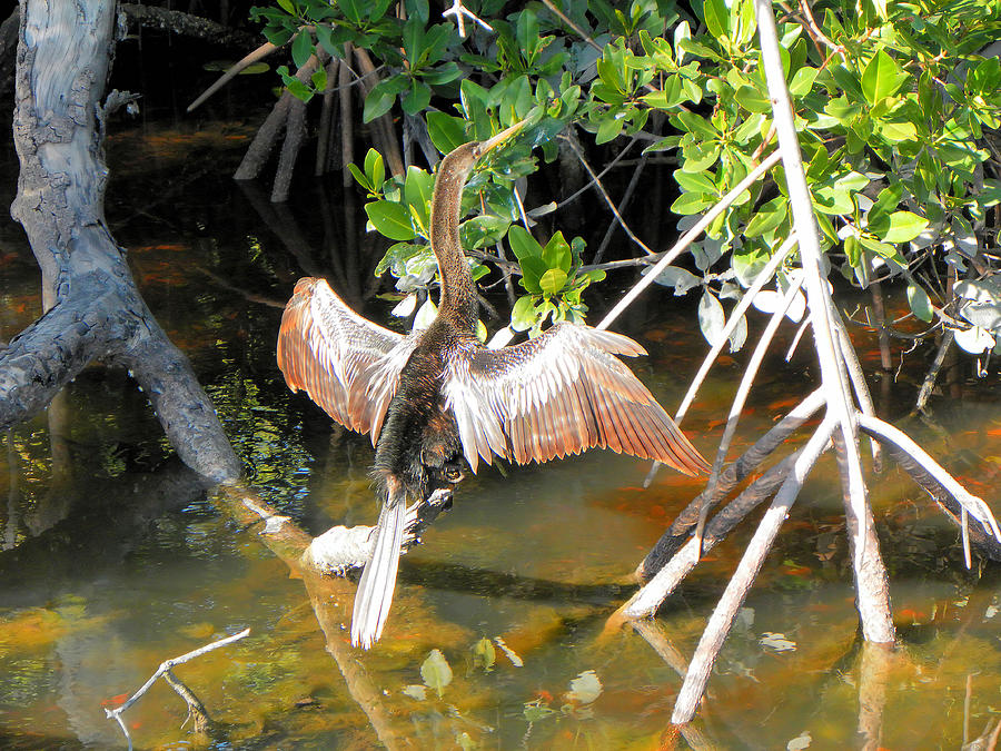 Colorful Female Anhinga in the Wild Photograph by Rosalie Scanlon