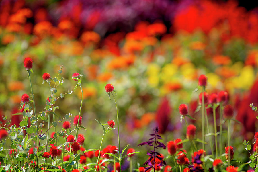 Flower Photograph - Colorful Field of Flowers by Mason Resnick