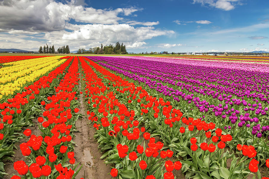 Colorful field of tulips Photograph by Pierre Leclerc Photography