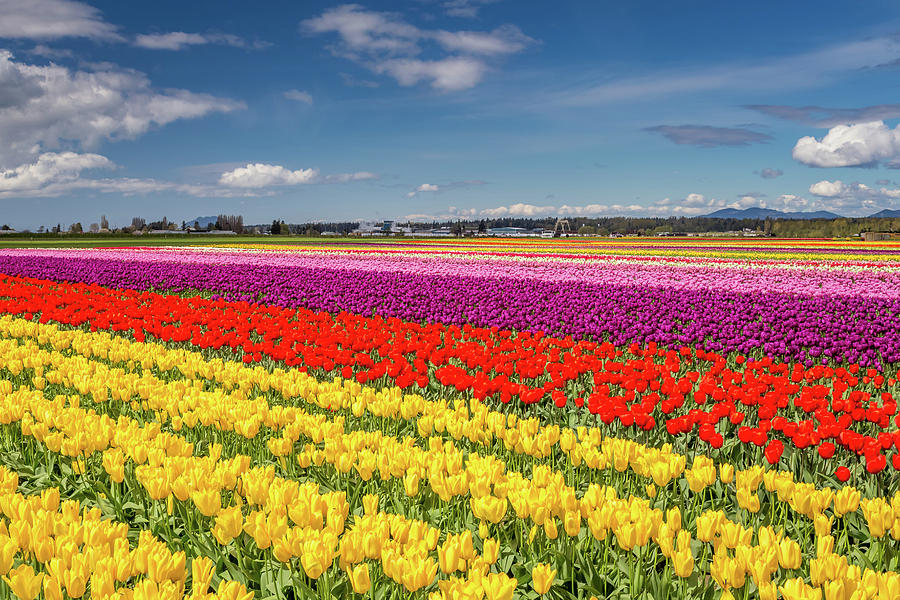 Colorful fields of tulips in the Skagit Valley Photograph by Pierre Leclerc Photography