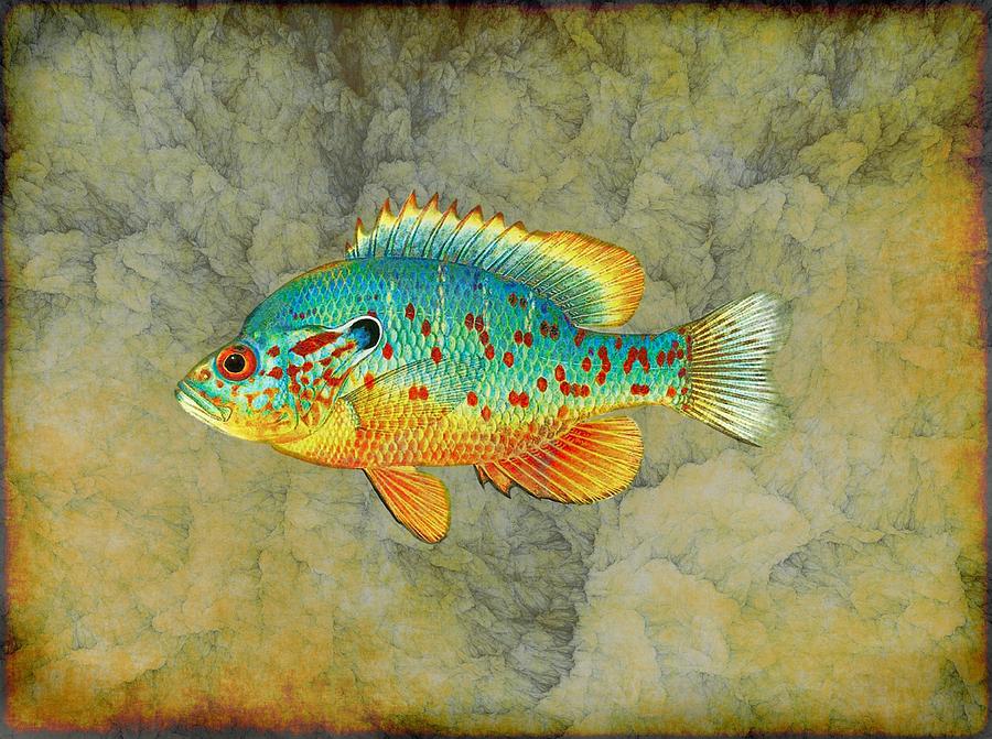 Colorful Fish Digital Art by Lilia S