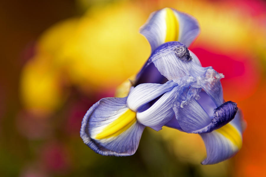 Colorful Floral 2 Photograph by Willie Harper