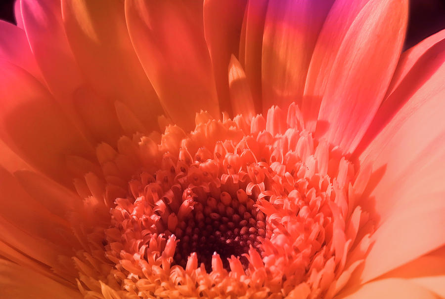 Nature Photograph - Colorful Flower Joy by Johanna Hurmerinta