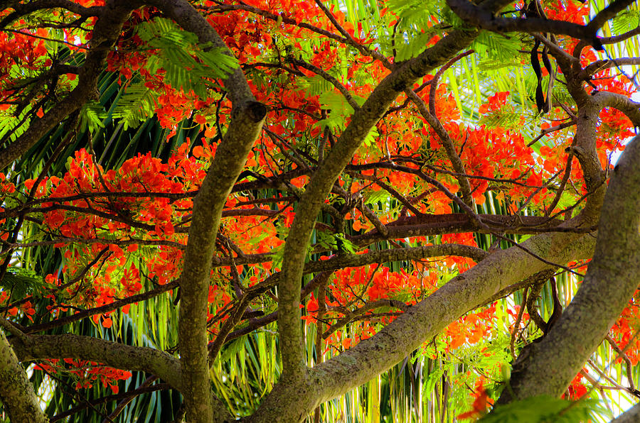 Colorful flowering tree Photograph by Wolfgang Stocker