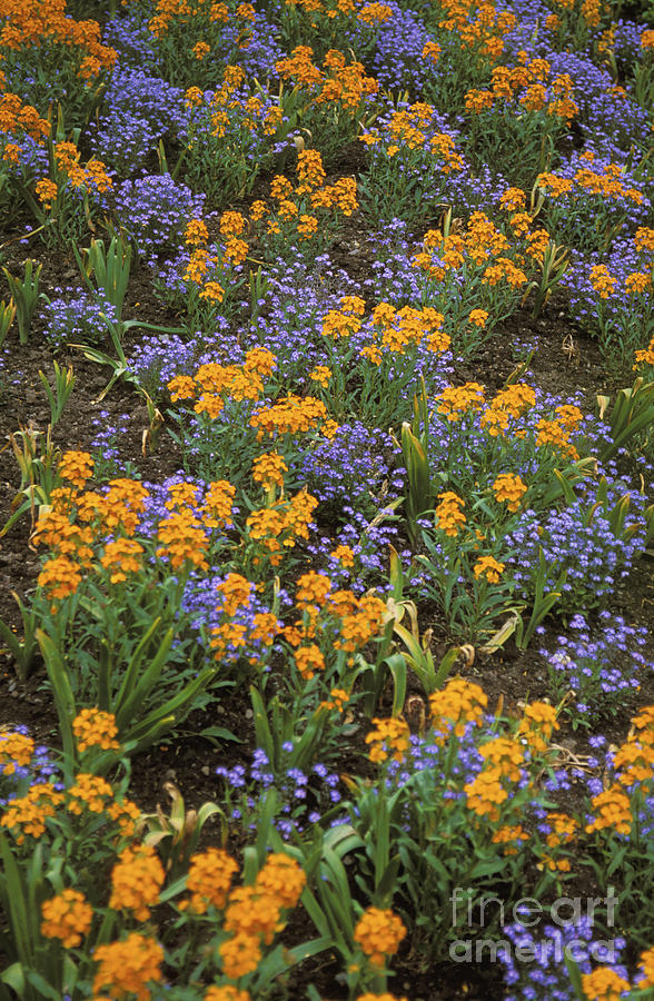 Colorful Flowers Photograph By Bob Abraham - Printscapes 