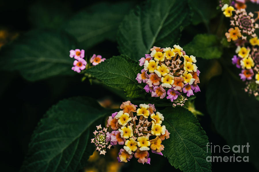 Colorful Flowers Photograph by Charuhas Images