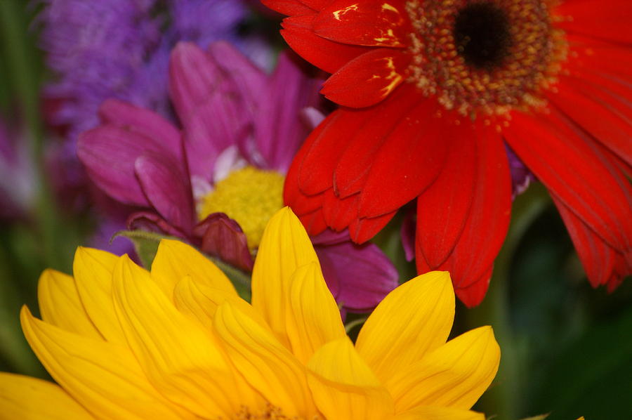 Colorful Flowers Photograph by Liz Vernand