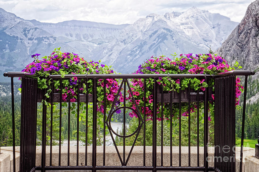 Colorful Flowers On The Wrought Iron Fence Photograph by Lucinda Walter