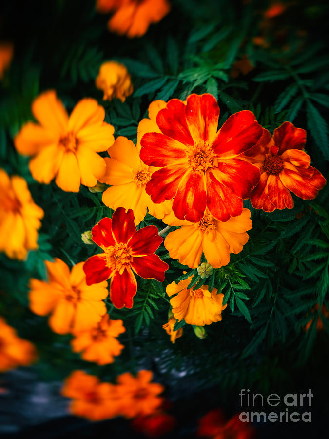 Colorful flowers Photograph by Silvia Ganora