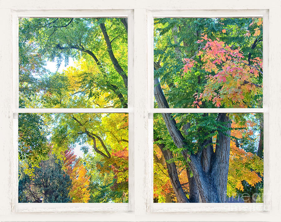 Colorful Forest Rustic Whitewashed Window View Photograph by James BO Insogna