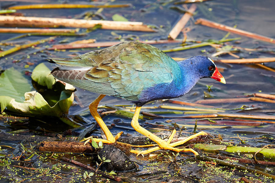 Colorful Gallinule Photograph by David Beebe