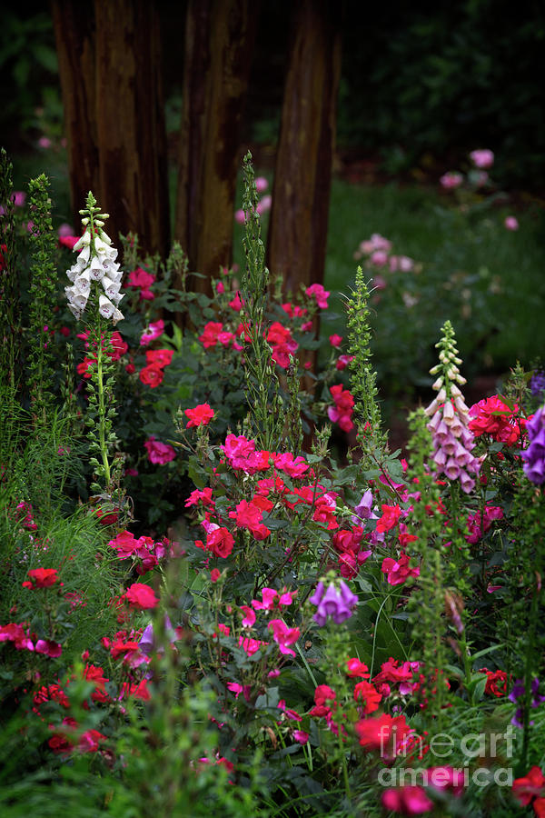 Lilies Photograph - Sherwood Forest by Doug Sturgess