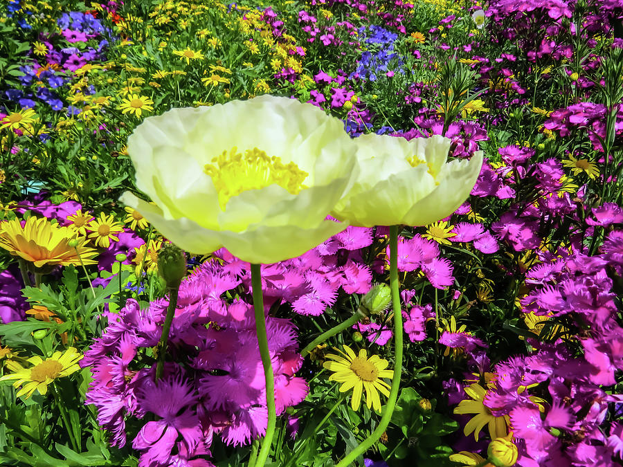 Poppy Photograph - Colorful garden II by Zina Stromberg