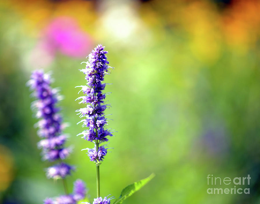 Garden Photograph - Colorful Garden by NAJE Foto - Nelly Rodriguez
