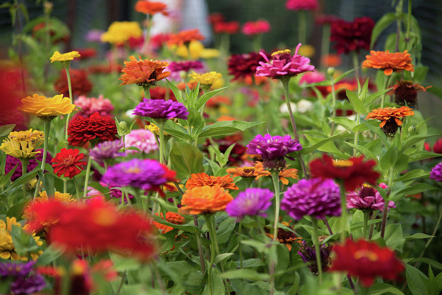 Colorful Garden Photograph by Zina Zinchik