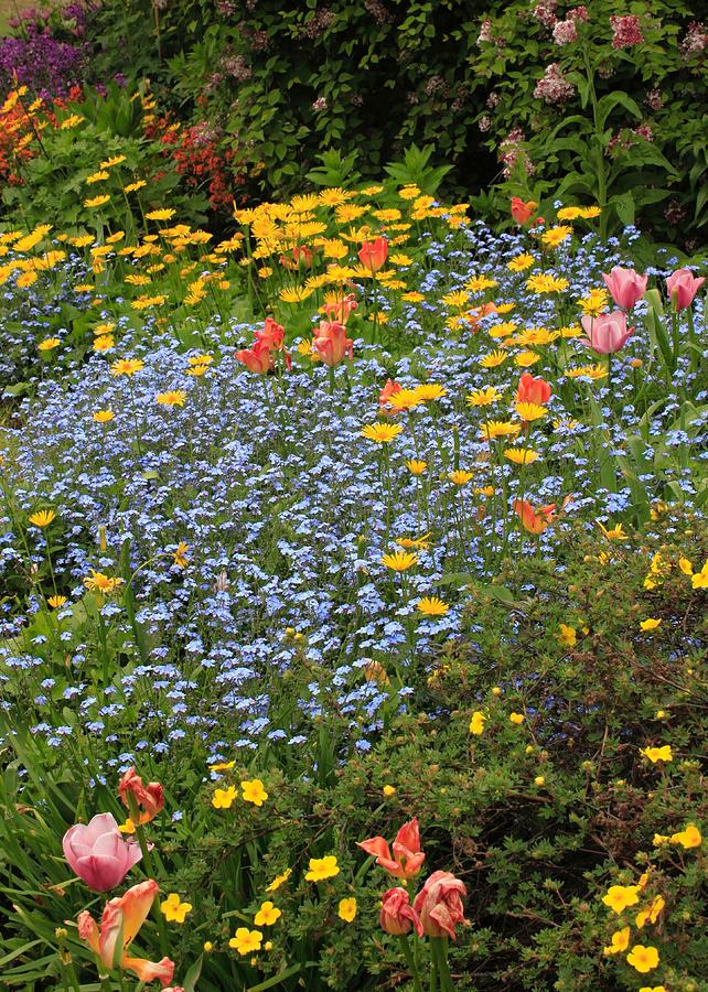 Flower Photograph - Colorful Garden.JPG by Rose Webber Hawke