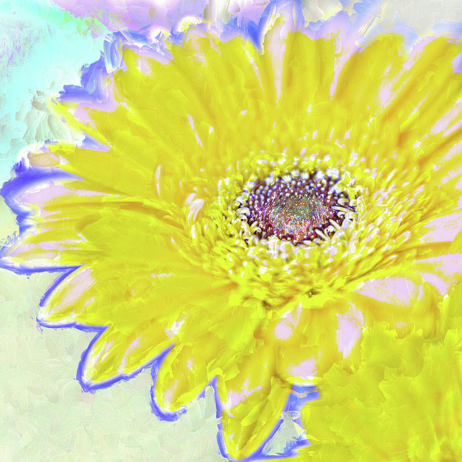 Colorful Gerbera Photograph by Natalie Rotman Cote