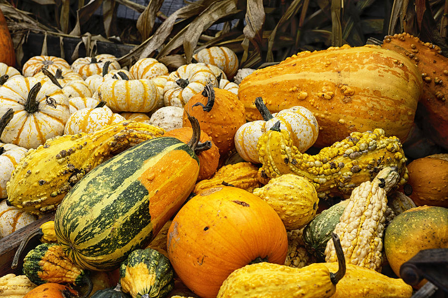 Colorful Gourds Photograph by Betty Depee