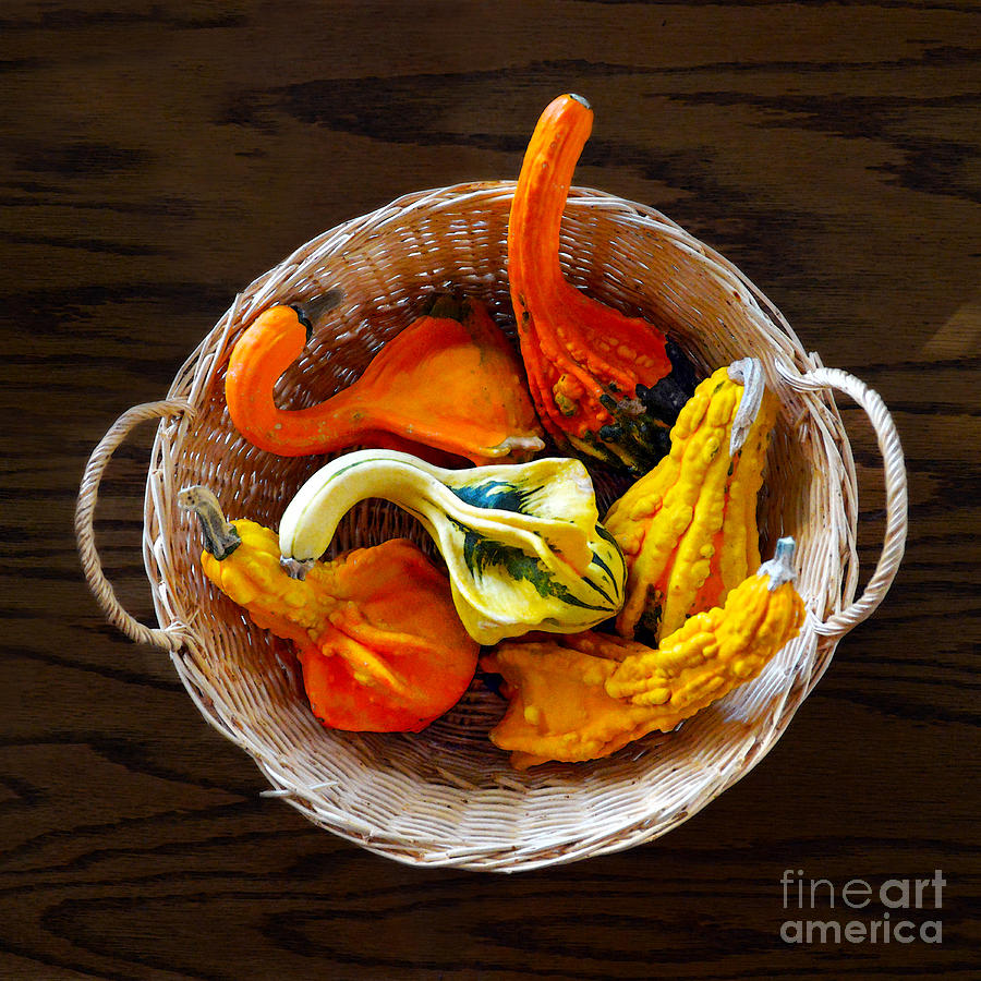 Colorful Gourds Photograph by Catherine Sherman