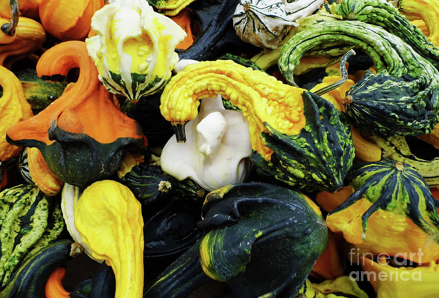 Colorful Gourds Photograph by D Hackett
