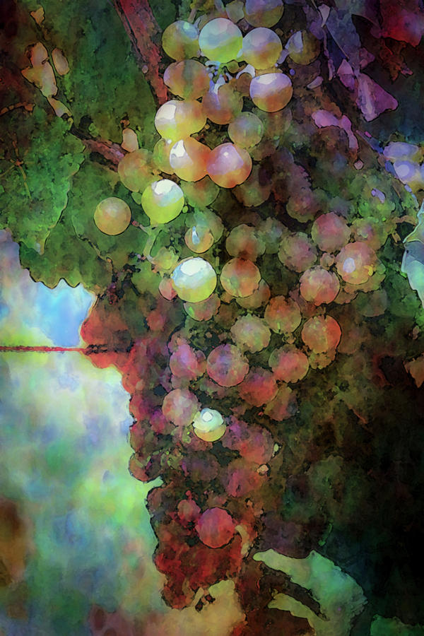 Colorful Grapes on the Vine 2666 DP_2 Photograph by Steven Ward