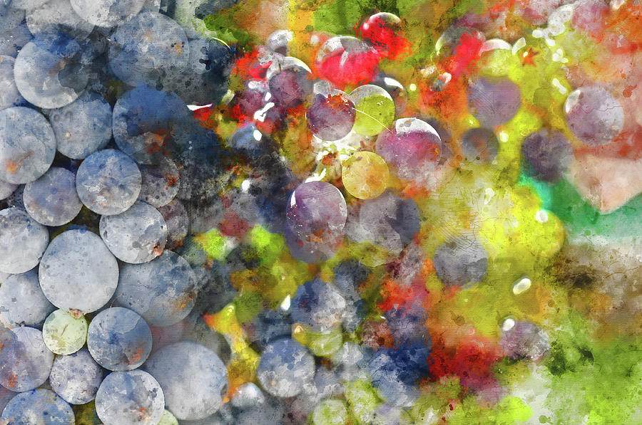 Colorful Grapes on the Vine Close Up Photograph by Brandon Bourdages