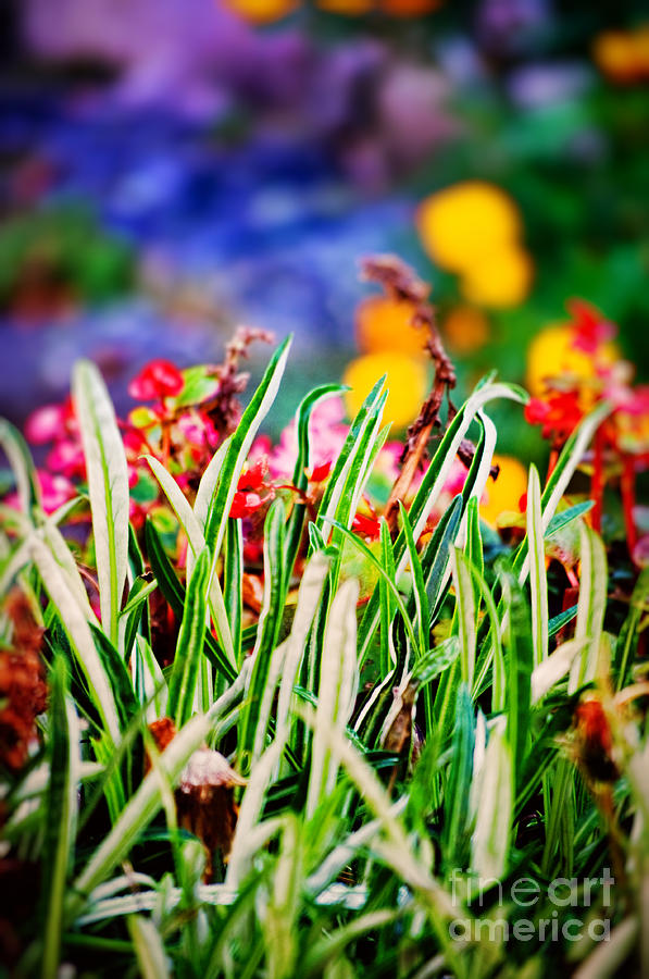 Colorful Grass Photograph by Silvia Ganora