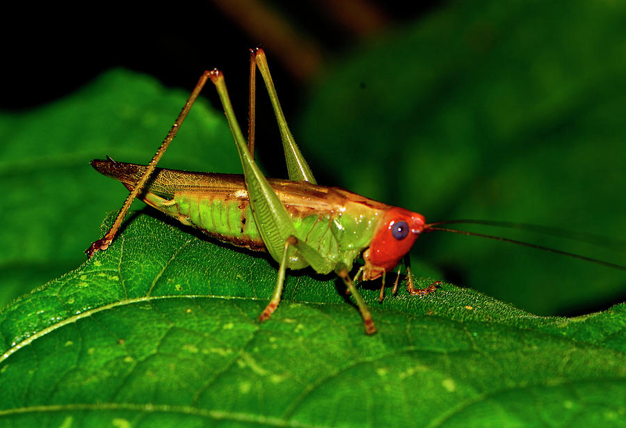 Colorful Grasshopper 015 Photograph by George Bostian - Fine Art America