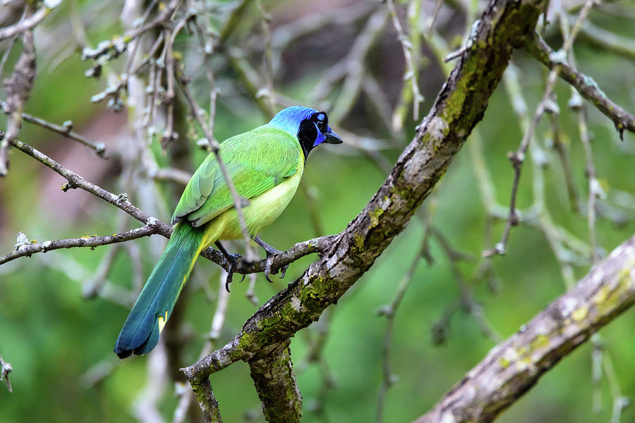 Colorful Green Jay of South Texas Photograph by Debra Martz