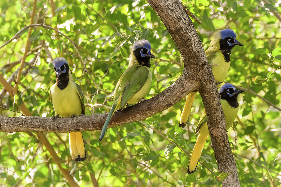 Colorful Green Jays Sporting Blue Mohawks - South Texas Photograph by Debra Martz
