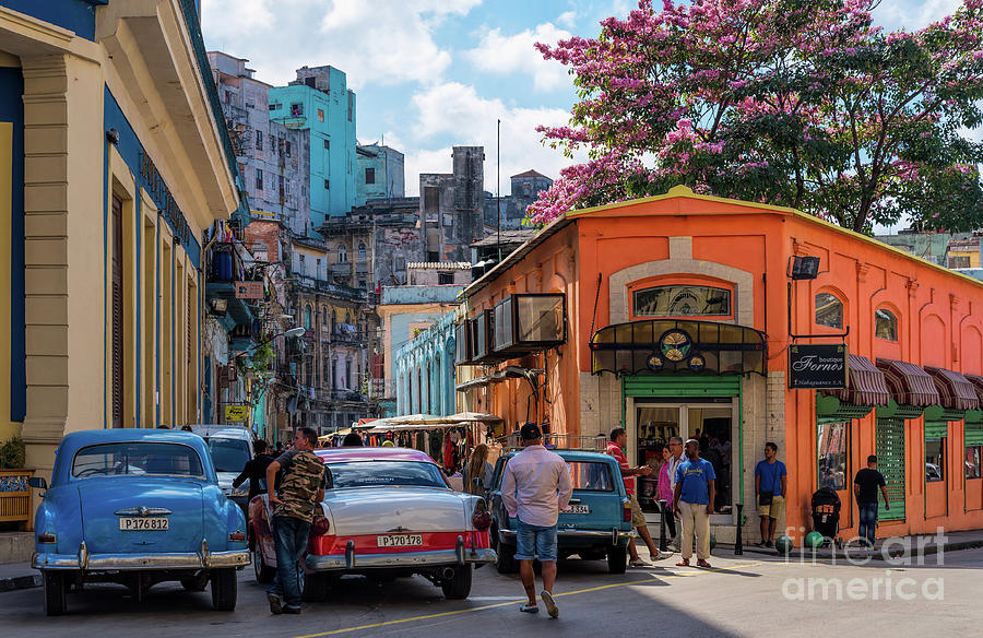 Colorful Havana in bloom Photograph by Les Palenik