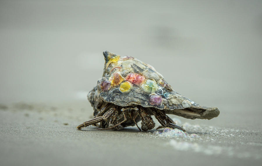 Colorful Hermit Crab Photograph by Chris Bordeleau