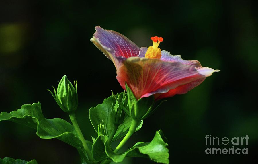 Colorful Hibiscus Photograph by Cindy Manero
