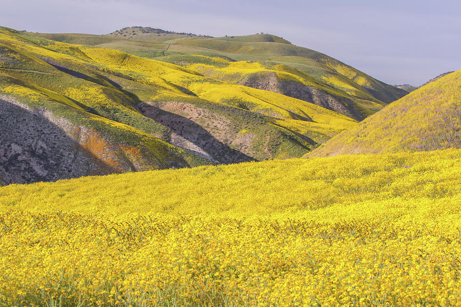 Colorful Hill and Golden Field Photograph by Marc Crumpler