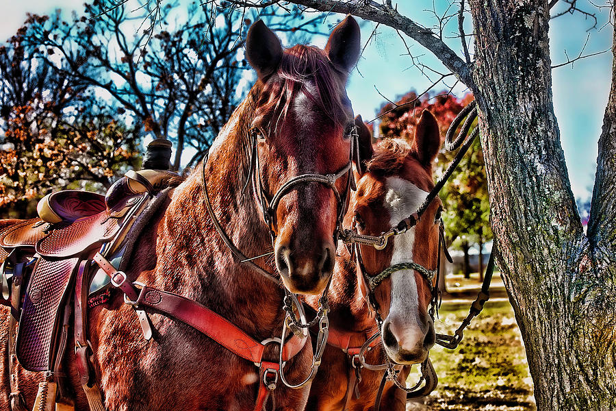 Colorful Horses Photograph by Toni Hopper
