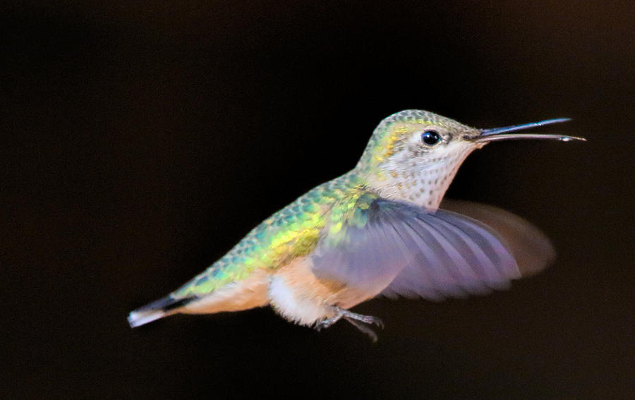 Colorful Hummingbird Photograph by Dorothy Cunningham